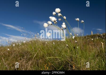 Bog Cotton-grass (Eriophorum vaginatum), Sheath Cotton-grass, Sheath Cotton-grass, Cutting Cotton-grass, Sedges, Harestail Cotton-grass flowering, on Stock Photo