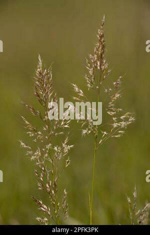 Meadow golden oat, Golden oat, Sweet grasses, Yellow Oat-grass (Trisetum flavescens) flowering, Romania Stock Photo