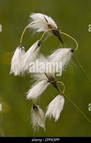 Broad leaved cotton grass (Eriophorum latifolium), sedge family, Broad-leaved cotton-grass in fruit, growing in fenland, Slovenia Stock Photo
