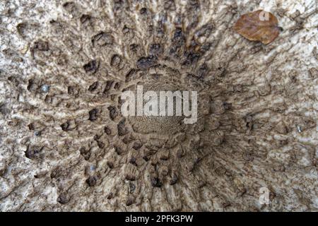 parasol mushroom photographed from above Stock Photo