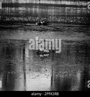 Nutria on Nest in Pond with Turtles on another Nest in Black and White Stock Photo