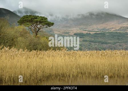 Common reed (Phragmites australis), reed and pine, Lough Leane (Lower Lake), Lakes of Killarney, Killarney N. P. County Kerry, Munster, Ireland Stock Photo