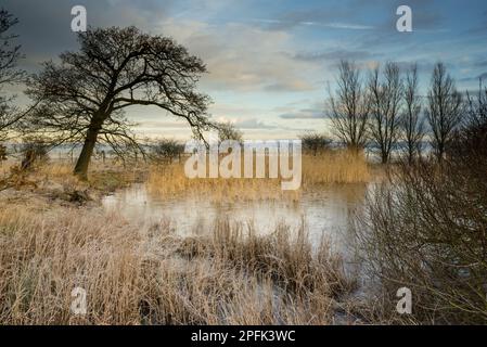 Common common reed (Phragmites australis) with frozen pond and trees in frost, Elmley Marshes N. N. R. Isle of Sheppey, Kent, England, United Kingdom Stock Photo