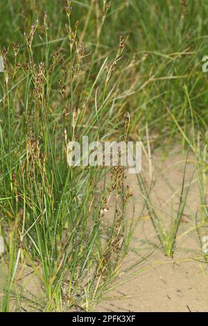 Sea-bottom rush, blackgrass, Saltmarsh rush (Juncus gerardii) growing on saltmarsh, Poole Harbour, Dorset, England, United Kingdom Stock Photo