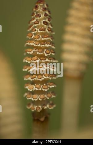 Field Horsetail (Equisetum arvense) close-up of fertile cones, Sheffield, South Yorkshire, England, United Kingdom Stock Photo