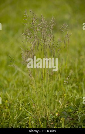 Common red fescue (Festuca rubra), Sweet grasses, Red Fescue flowerspikes, Romania Stock Photo