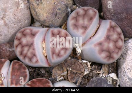 Living stone, living stones, Midday flower family, Lithops (Lithops sp.) camouflaged amongst pebbles, Pallavicini Botanical Garden Stock Photo