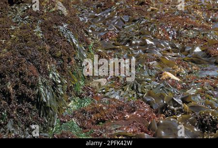 Seaweed Chondrius crispus, Fucus sea lettuce (Ulva lactuca), Rhodymenia palmata, Laminaria digitata, Devonian Stock Photo