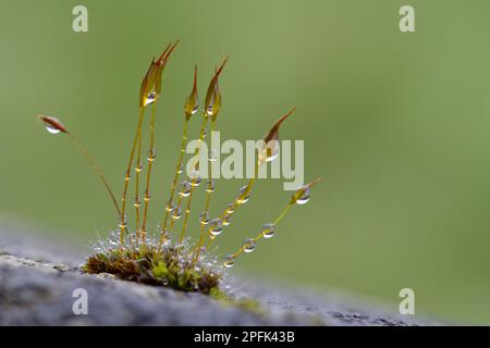 Wall wall screw-moss (Tortula muralis) spore capsules with raindrops growing on concrete walls, Powys, Wales, United Kingdom Stock Photo
