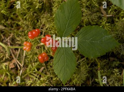 Stone Bramble (Rubus saxatilis) close-up of leaves and fruit, Bavaria, Germany, Europe Stock Photo