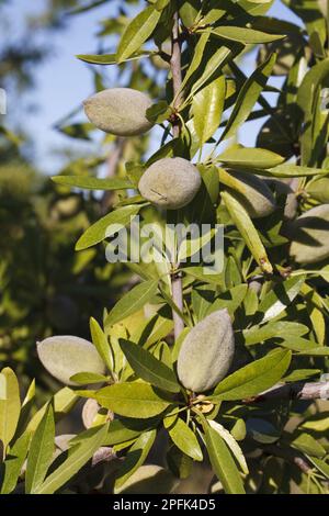 Almond tree (Prunus dulcis) close-up of a fruit forming on the tree, in the orchard, Bouches-du-Rhone, Provence, France Stock Photo