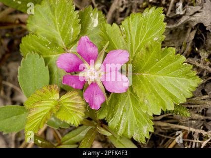 Allackberry, Swedish Fieldberry, arctic bramble, Arctic Raspberry (Rubus arcticus), Rose family, Arctic Raspberry close-up of flower and leaves Stock Photo