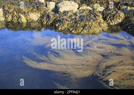 Japanese japanese wireweed (Sargassum muticum) introduced invasive species, fronds growing in a rock pool at low tide, with fronds of toothwort Stock Photo