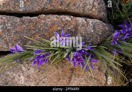 Flowering baboon root (Babiana framesii), growing between rocks, Nieuwoudtville Reserve, Northern Cape Province, South Africa Stock Photo