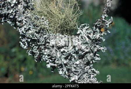 Two common lichens, Parmelia physodes (bottom) Usnea comosa (top) Stock Photo