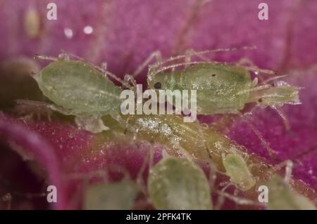 Glasshouse potato aphids or foxglove aphids, Aulacorthum solani, on a Bougainvillea flower in a conservatory, England, United Kingdom Stock Photo