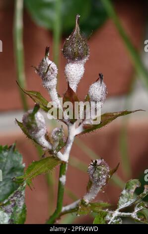 Powdery Mildew, Podosphaera pannosa, on Cultivated Rose, Rosa sp. 'American Pillar' flower buds, Berkshire, England, United Kingdom Stock Photo