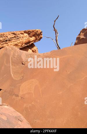 Rock art of the San Bushmen, various animals engraved in rocks in the desert, Twyfelfontein, Damaraland, Namibia Stock Photo