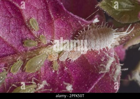 Glasshouse potato aphids, Aulacorthum solani, and glasshouse mealybugs, Pseudococcus viburni, on Bougainvillea flower in conservatory, England Stock Photo