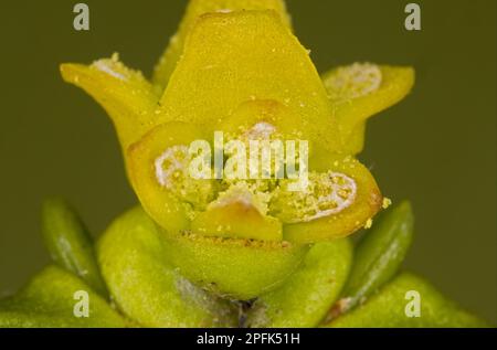 Mistletoe (Viscum album) close-up of male flowers with pollen, Dorset, England, United Kingdom Stock Photo