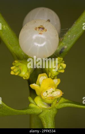 Mistletoe (Viscum album) close-up of male flowers (on separate plant in foreground), female flowers and berries, Dorset, England, United Kingdom Stock Photo