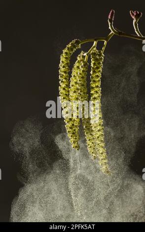 Italian Alder (Alnus cordata) introduced naturalised species, close-up of catkins shedding pollen, France Stock Photo