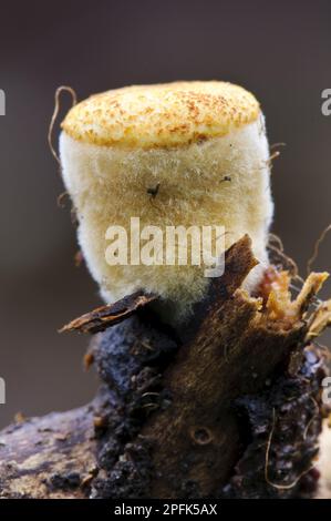 Field Bird's Nest Fungus (Crucibulum laeve) fruiting body, prior to opening, Clumber Park, Nottinghamshire, England, United Kingdom Stock Photo