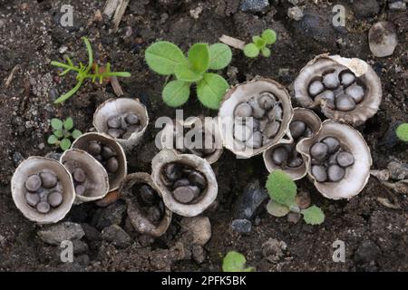 Field Bird's Nest Fungus (Crucibulum laeve) fruiting bodies, 'splash cups' with peridiole spore capsules, adapted for spore dispersal by raindrops Stock Photo