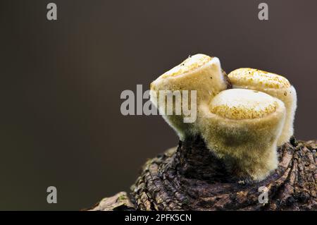 Field Bird's Nest Fungus (Crucibulum laeve) fruiting bodies, prior to opening, Clumber Park, Nottinghamshire, England, United Kingdom Stock Photo