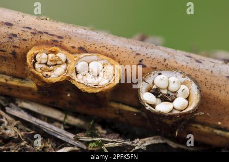 Field Bird's Nest Fungus (Crucibulum laeve) fruiting bodies, 'splash cups' after caps have come off to reveal peridiole spore capsules inside Stock Photo