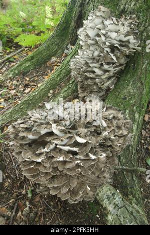 Maitake (Grifola frondosa), leaf spore, spatulate porling, maitake, mushrooms, Hen of the Woods fruiting bodies, clumps growing at base of oak tree Stock Photo