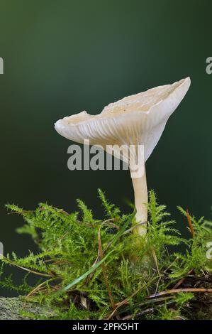 Common Funnel (Clitocybe gibba) Cap fruiting body, growing amongst moss, Clumber Park, Nottinghamshire, England, United Kingdom Stock Photo