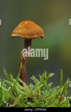 Earthy Powdercap (Cystoderma amianthinum) fruiting body, growing amongst moss, Clumber Park, Nottinghamshire, England, United Kingdom Stock Photo