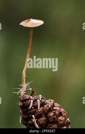 Conifercone Cap (Baeospora myosura) fruiting body, growing from tip of pine cone with hyphae around base of stipe, lots of new fruiting bodies just Stock Photo