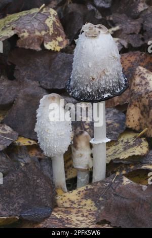 Shaggy Ink shaggy ink cap (Coprinus comatus) fruiting body, under fallen leaves of black poplar (Populus nigra), Leicestershire, England, United Stock Photo