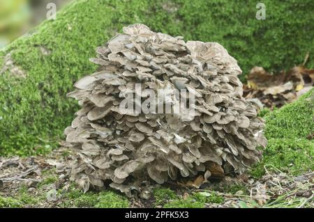 Maitake (Grifola frondosa), leaf spore, spatulate porling, maitake, mushrooms, Hen of the Woods fruiting bodies, clump growing at base of oak tree Stock Photo