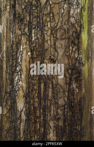 Rhizomorphs of the honey fungus (Armillaria mellea) or shoelaces where the bark has fallen from the trunk of a dead tree, Powys, Wales, United Kingdom Stock Photo