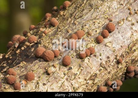 Coral Spot Fungus (Nectria cinnabarina) fruiting bodies, growing on Chipping, Lancashire, England, United Kingdom Stock Photo