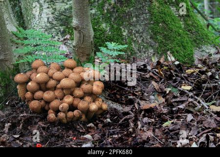 Shaggy shaggy scalycap (Pholiota squarrosa) fruiting body growing at the base of european rowan (Sorbus aucuparia) in woodland, Leicestershire Stock Photo