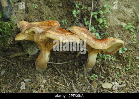Brown brown roll-rim (Paxillus involutus) two fruiting bodies, Powys, Wales, United Kingdom Stock Photo