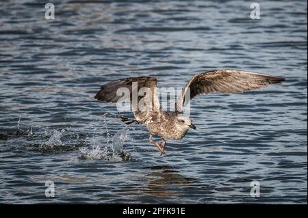 Madrid, Spain. 17th Mar, 2023. A lesser black-backed gull (Larus fuscus) is seen flying over a lake. It is a migratory bird that breeds colonially on coasts and lakes. Credit: Marcos del Mazo/Alamy Live News Stock Photo