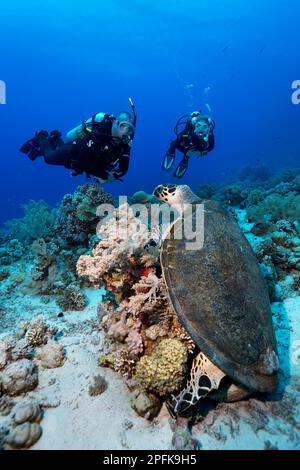 Diver, diving, two, looking at green turtle (Chelonia mydas) eating, eating soft coral, Red Sea, Hurghada, Egypt