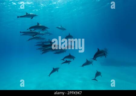 Shoal of spinner dolphins (Stenella longirostris) swimming over sandy bottom, Shaab Samaday, House of Dolphins, Red Sea, Egypt Stock Photo