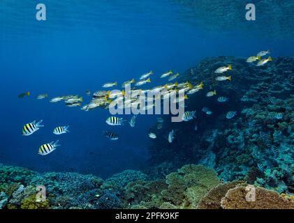 Shoal of Ehrensberg snapper (Lutjanus ehrenbergii) and shoal of scissortail sergeants (Abudefduf sexfasciatus) swimming over coral reef, St. Johns Stock Photo