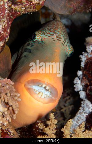 Yellowmargin triggerfish (Pseudobalistes flavimarginatus) from front, in hiding, at night, mouth, teeth, eyes, Red Sea, Daedalus Reef, Deadalus Stock Photo