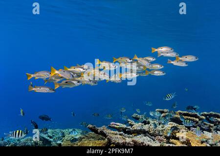 Shoal of Ehrensberg snapper (Lutjanus ehrenbergii) and shoal of scissortail sergeants (Abudefduf sexfasciatus) swimming over coral reef, St. Johns Stock Photo