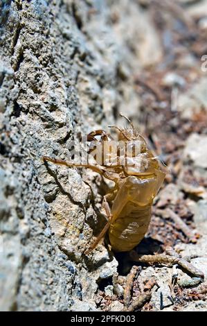 Cicada exoskeleton clinging to a wall Stock Photo