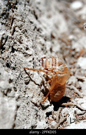 Cicada exoskeleton clinging to a wall Stock Photo