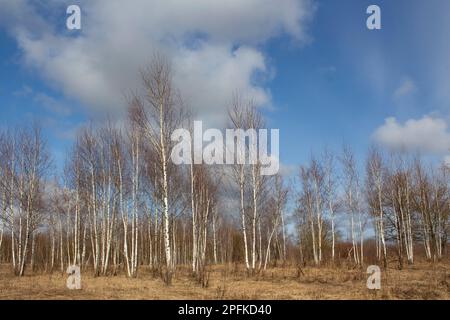 Young birches on the background of the sky without leaves. Dry yellow grass. Spring landscape. Early spring in March. Stock Photo
