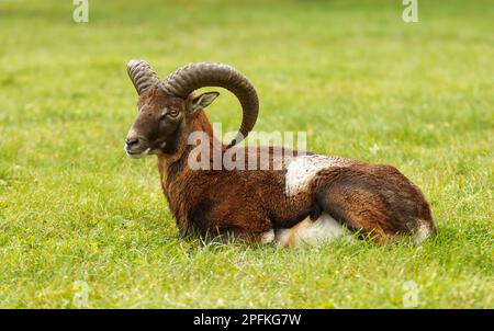 An adult male European mouflon with large horns laying in the grass and resting. Closeup, no people, no AI. Stock Photo